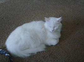 Peaceful little Angel