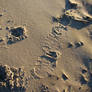 Footprint in the Morning Sand