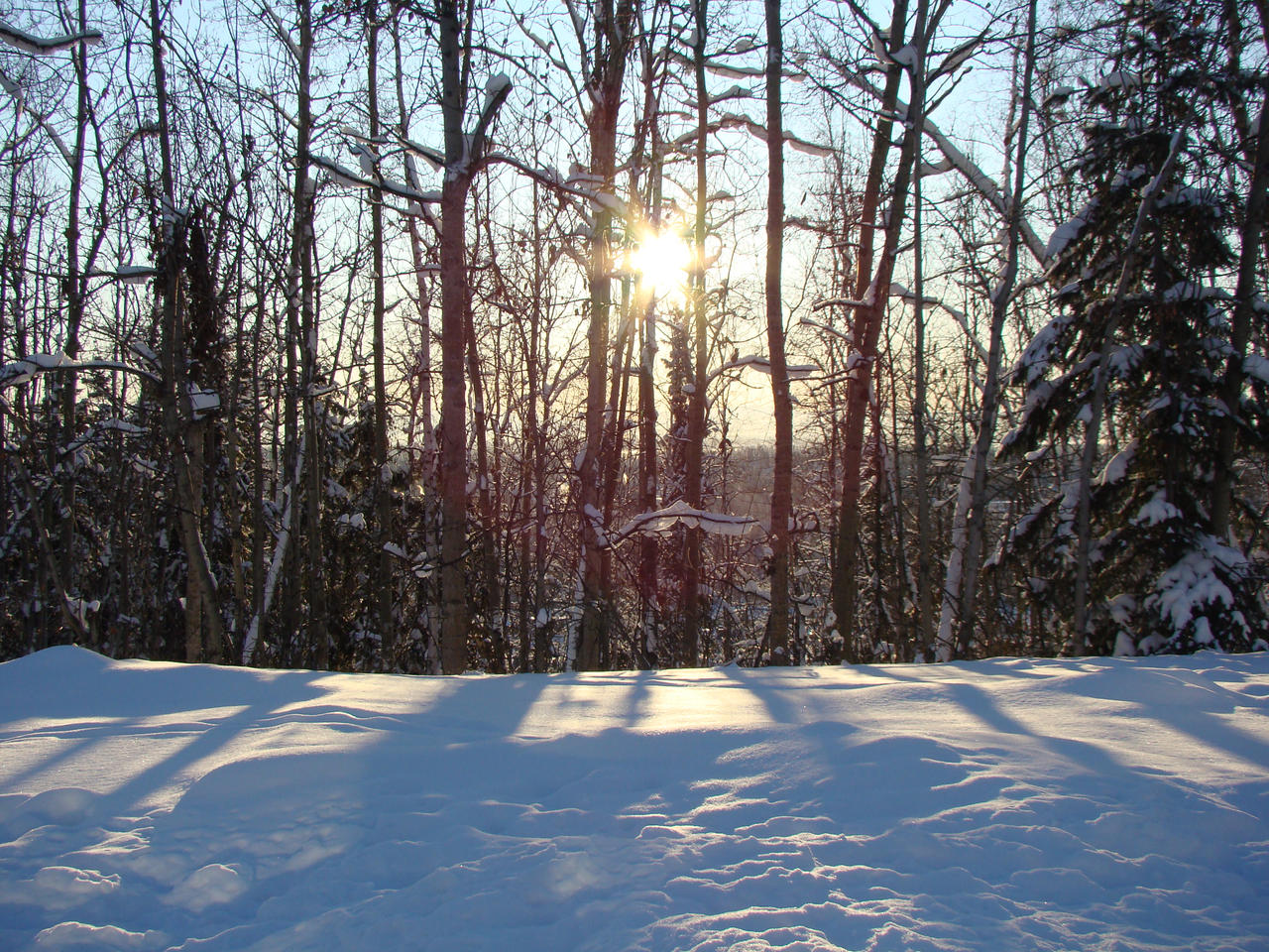 Snow Tree Shadow Snow Tree Shadows by Maxojir on DeviantArt