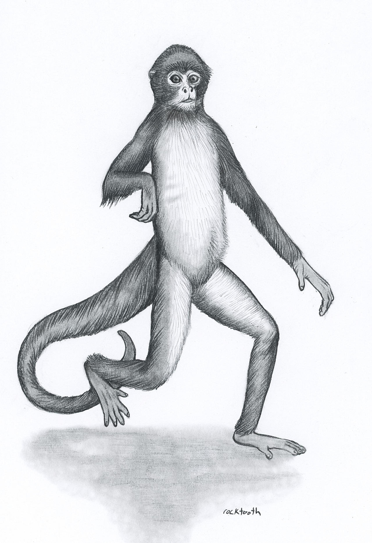 Spider Monkey Deviantart Spider Monkey by rockntooth on DeviantArt