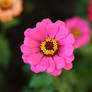 flower_7