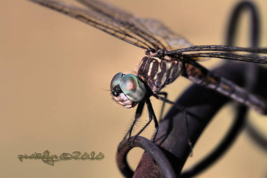 Dragonfly