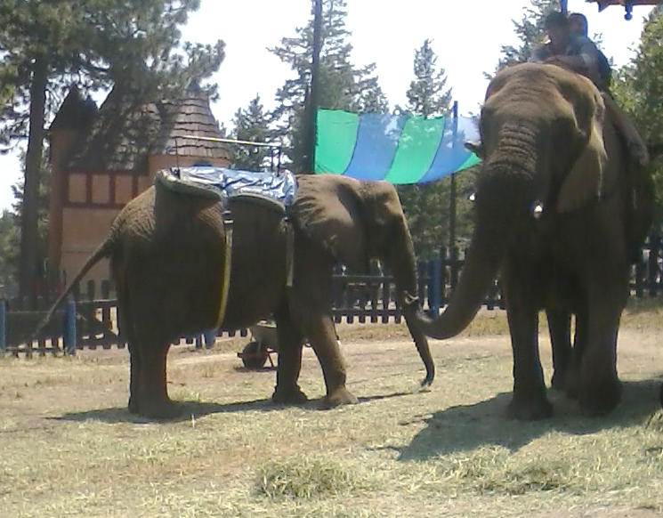 Elephant Riders by BookThief17 on DeviantArt