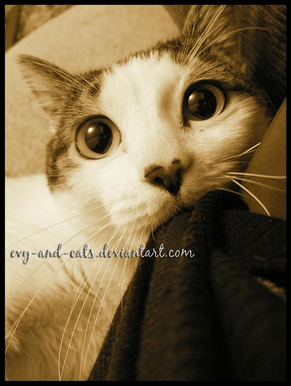418 by evy-and-cats