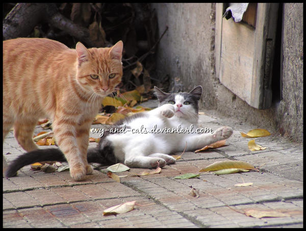 555 by evy-and-cats