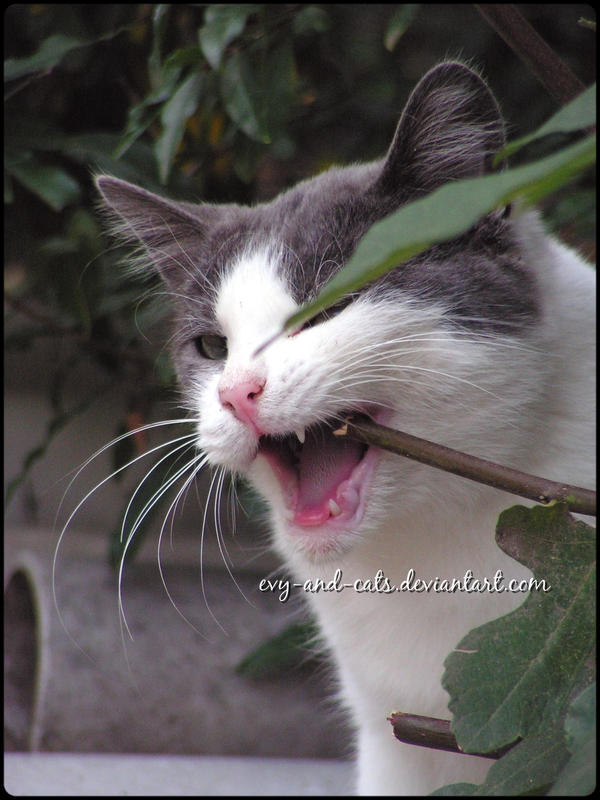 560 by evy-and-cats