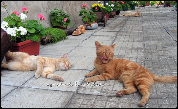 932 by evy-and-cats