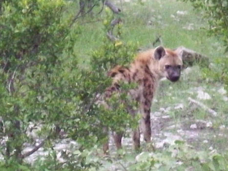 Etosha Hyena