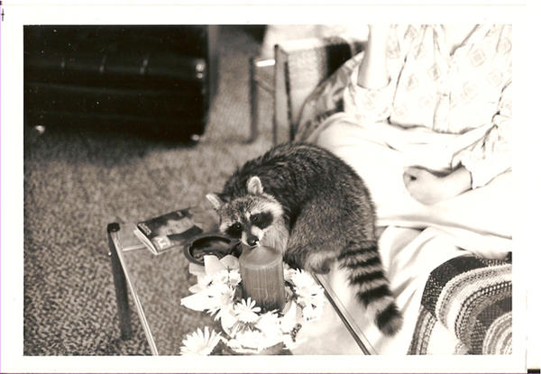 Ricky the Raccoon, Number Two by navybluesage on DeviantArt