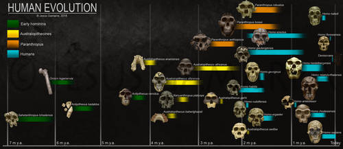 Human Evolution