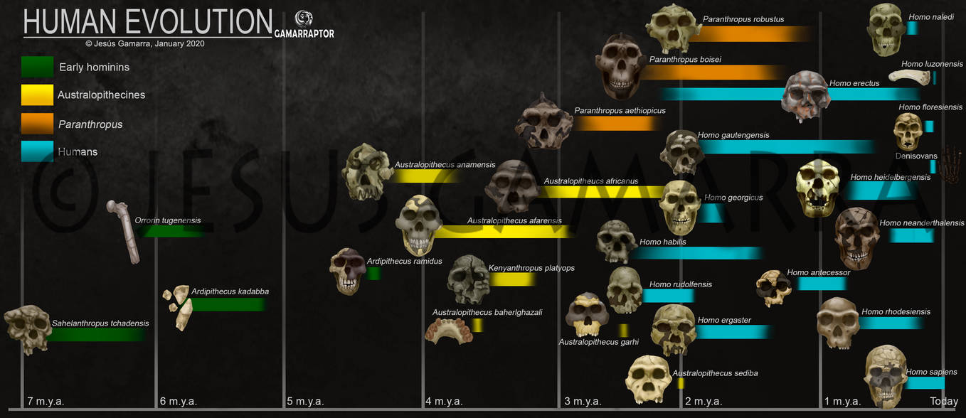 Evelution Humans Human Evolution January 2020 by jesusgamarra on DeviantArt