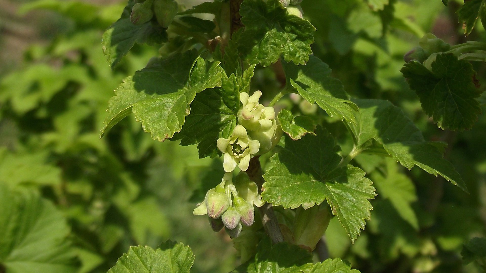 Blooming ribes