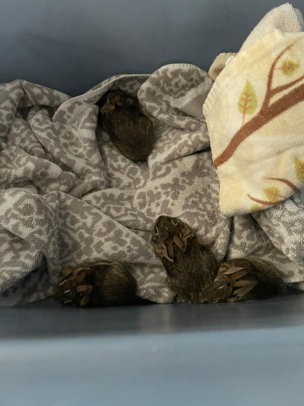 Five baby bunnies. Mother was dead. Read the desc