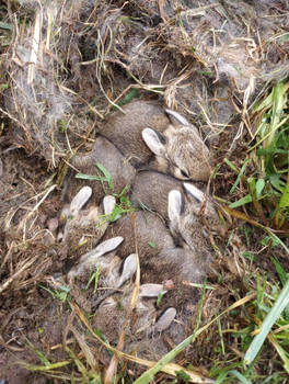 Baby bunnies 