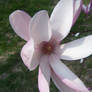 Magnolia flower