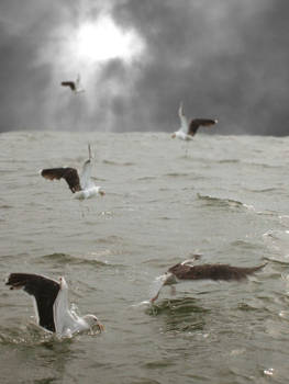 Birds at Sea