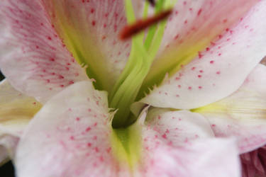 Macro Lilly.