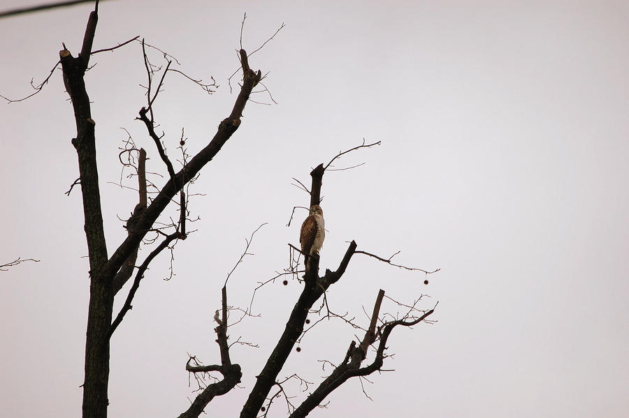 Neighborhood Raptor Part 3