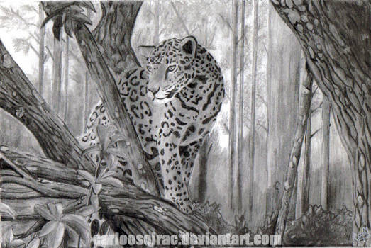 Leopard in the jungle