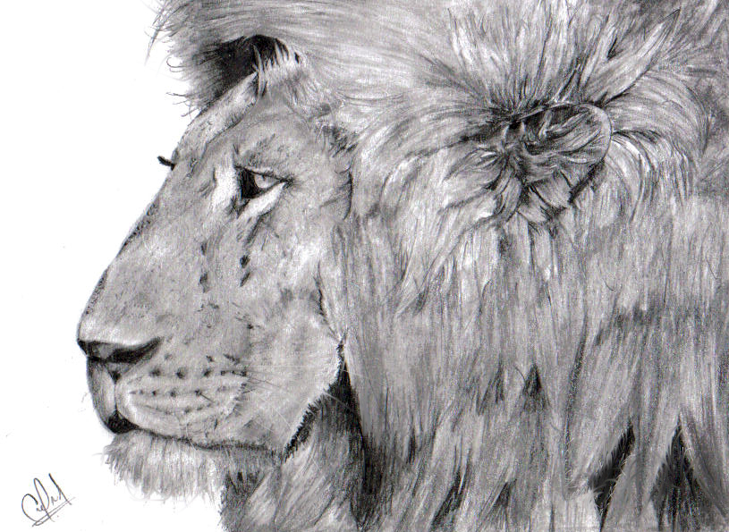 Lion with Gel