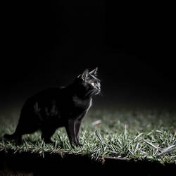 Black Cat At Night