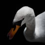 Cygne #1