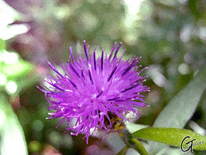 Frosted Flower