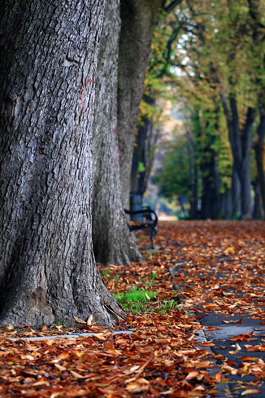 autumn in city park