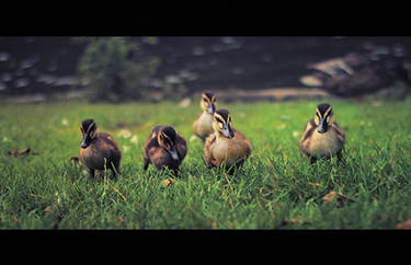 Reservoir Ducks