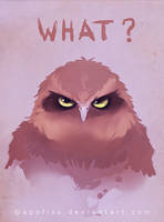owl what