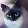 siamese