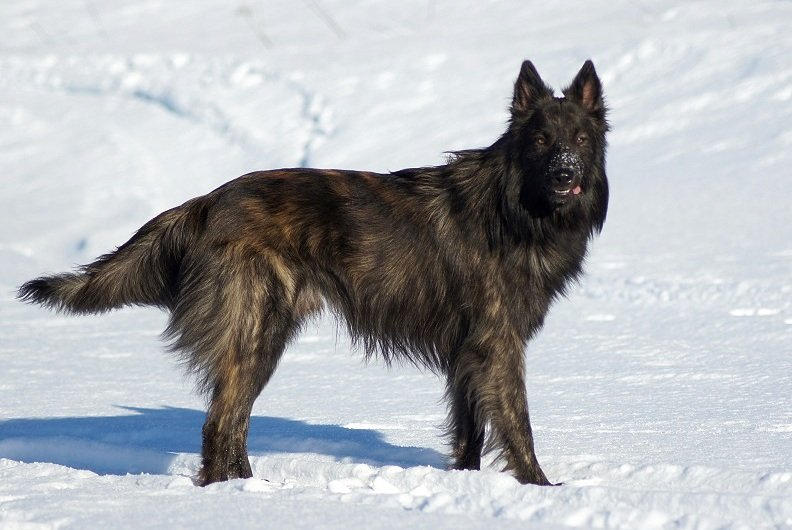 Whatsap kyote by Janaita on DeviantArt