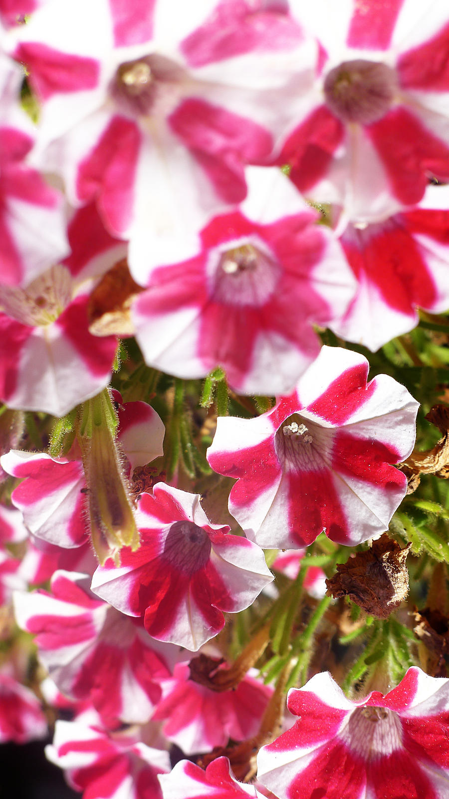 Candy Cane Flowers