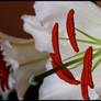 white and red lilly