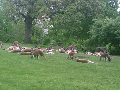 Kangaroo herd