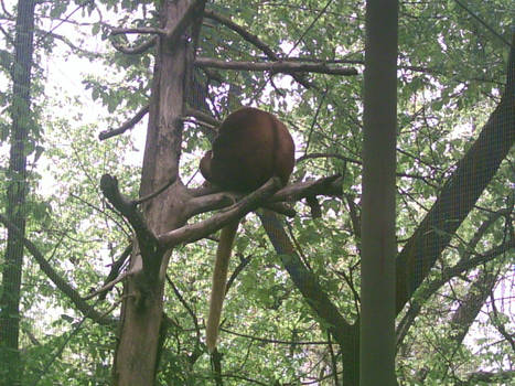 Tree Kangaroo