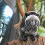 Emperor tamarin