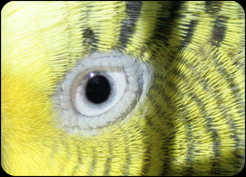 Budgie's Eye