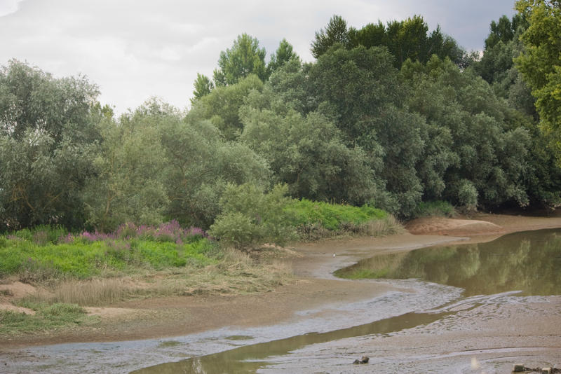 Mauve sur Loire81