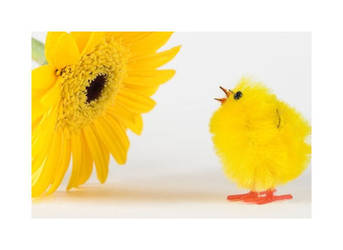 Chick and Gerbera