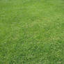 Grass 1