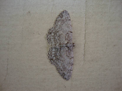 Moth 2