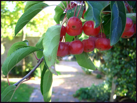 Berries