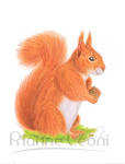 Red Squirrel by Rianne2k8