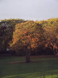 Autumn from my window