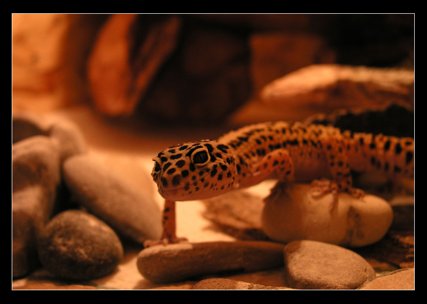 leopard gecko discovering