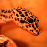 leopard gecko wallpaper 2