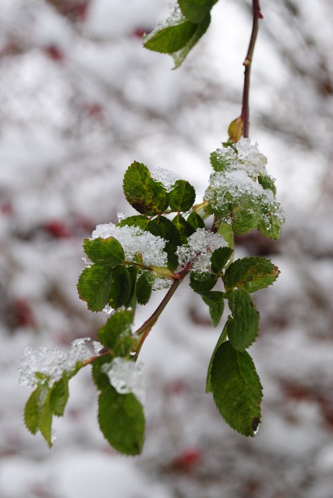 Snow Leaf