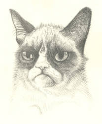 Grumpy Cat