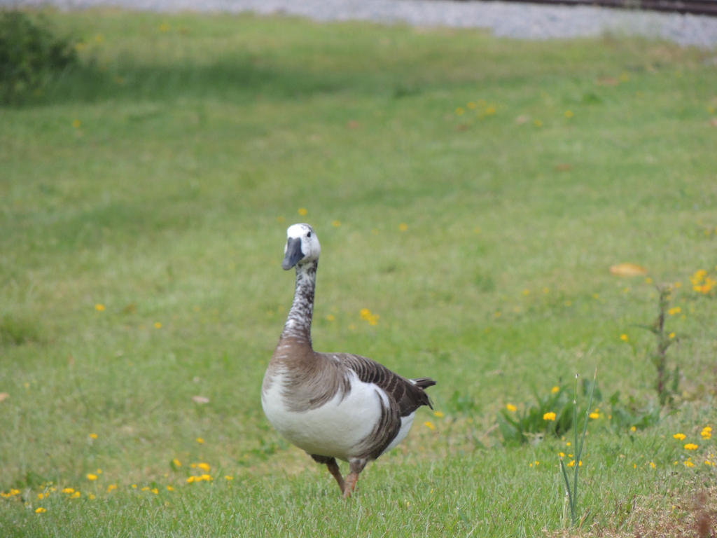 Elegant Goose